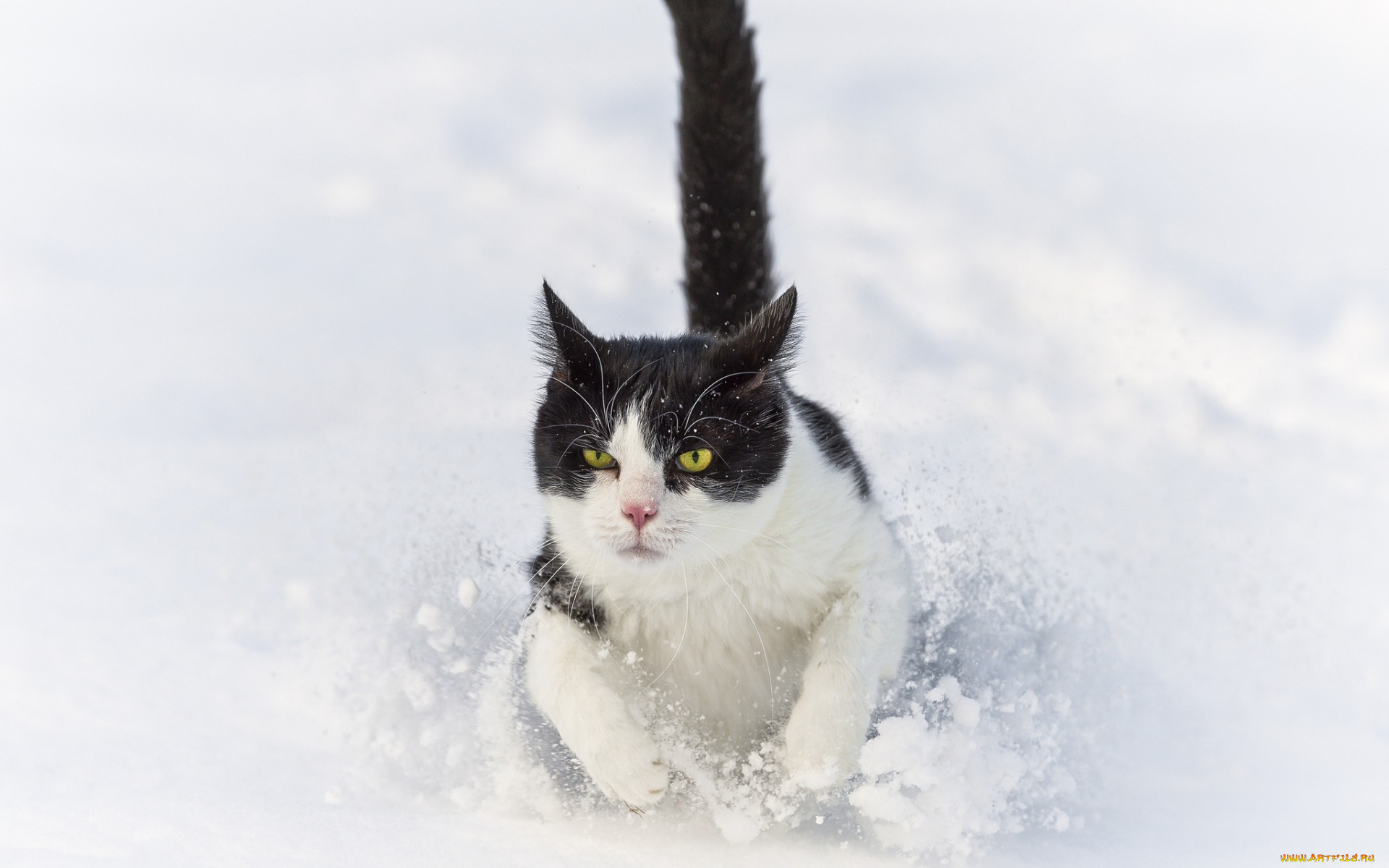животные, коты, снег