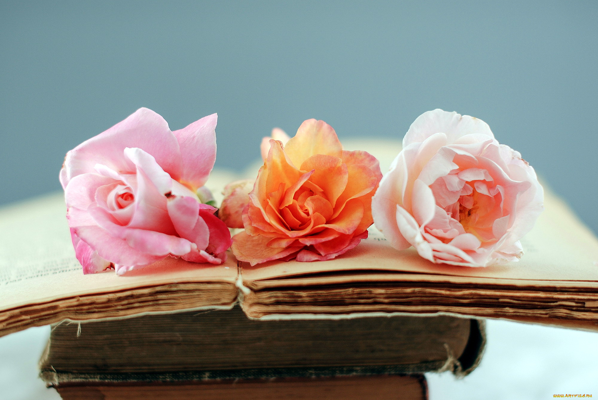 цветы, розы, старый, розовый, книги