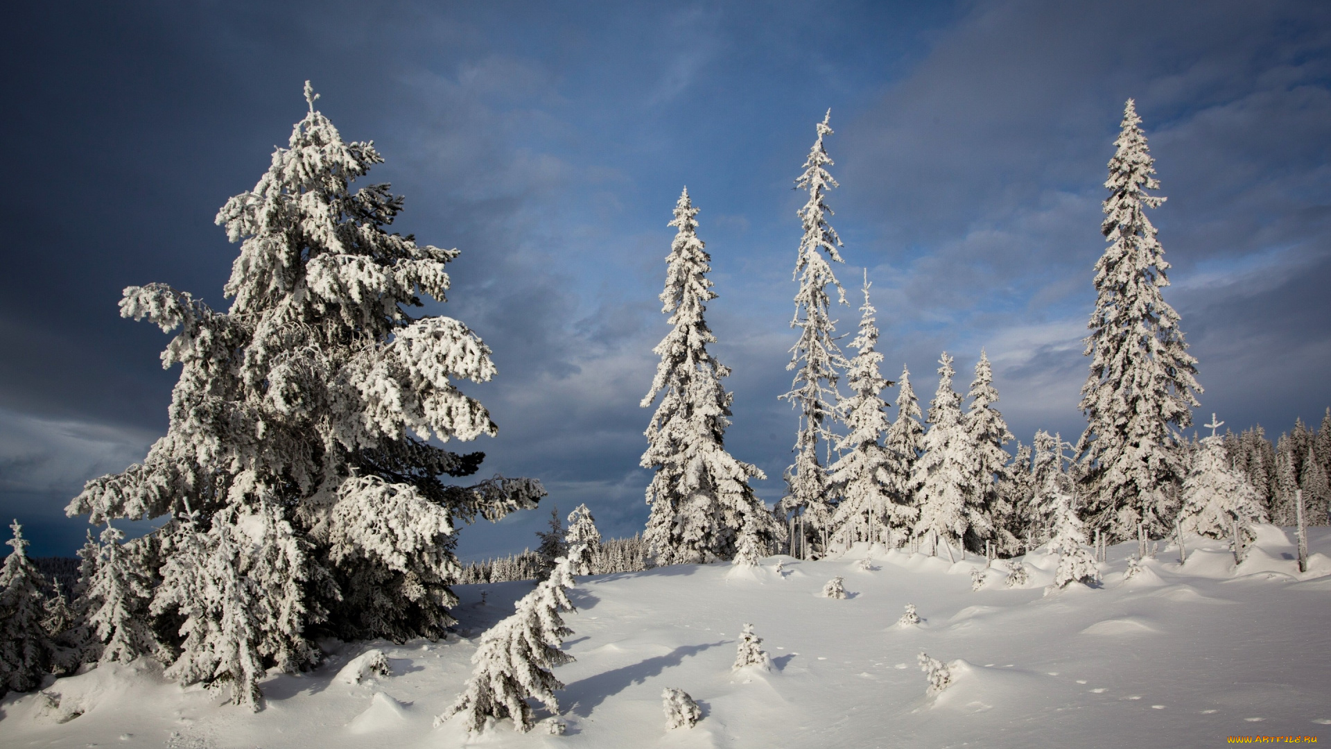 природа, зима, снег, nordseter, fjellpark, lillehammer, деревья, ели, норвегия, лиллехаммер, norway, сугробы