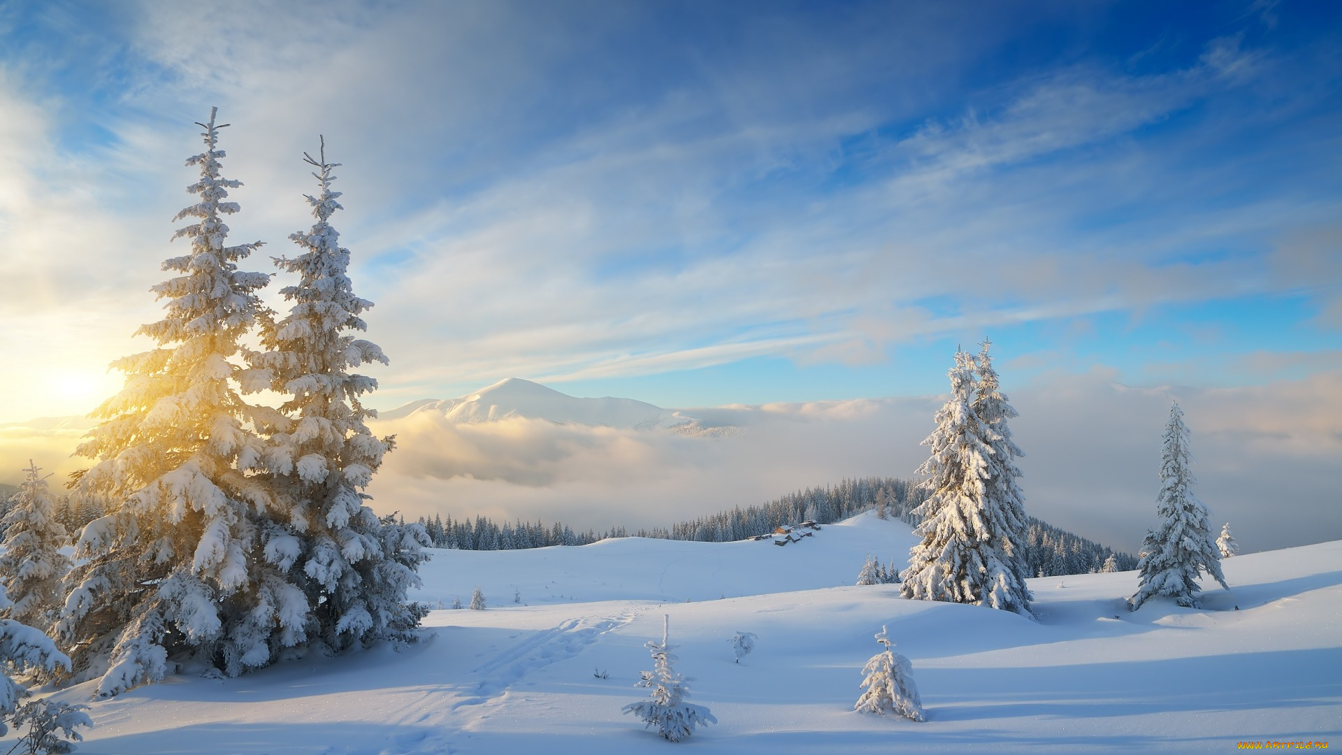 природа, зима, nature, лес, winter, fir, trees, snow, forest, снег, елки