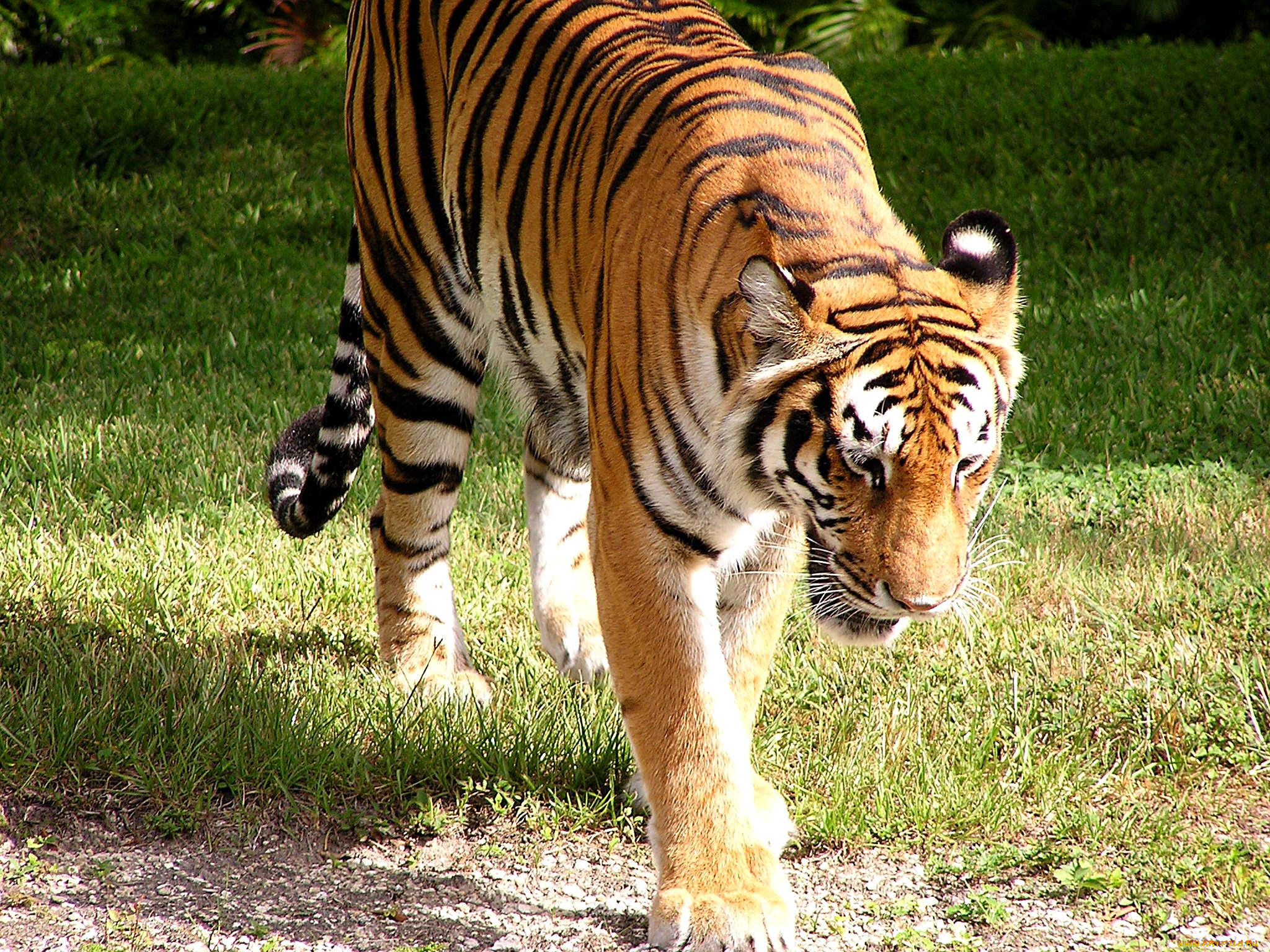 животные, тигры