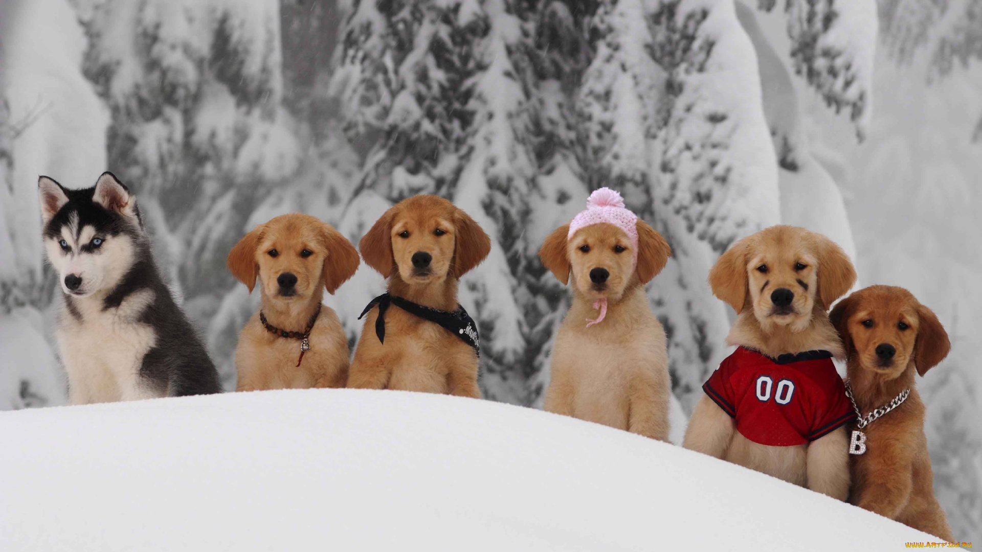 животные, собаки, зима, снег