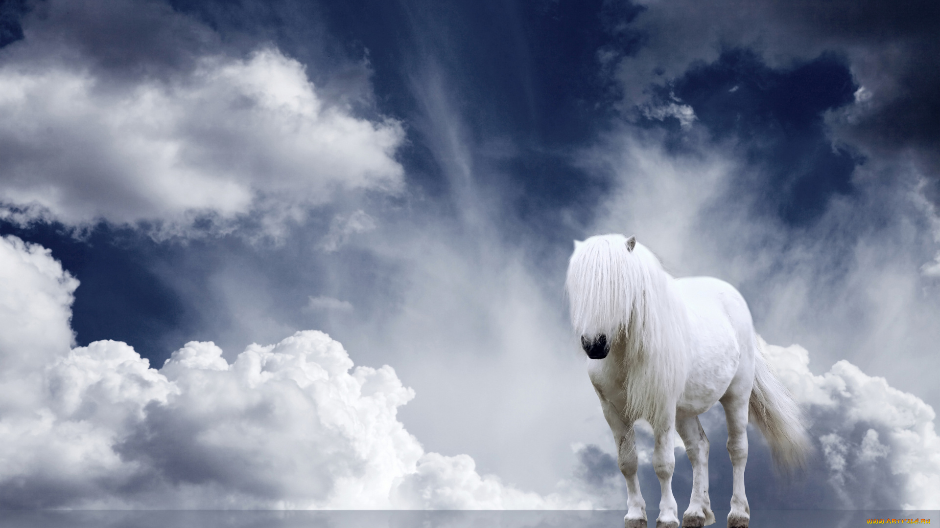 животные, лошади, облака, отражение, грива, конь