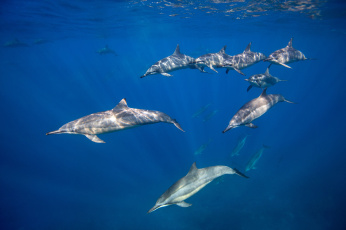 Картинка животные дельфины океан стая