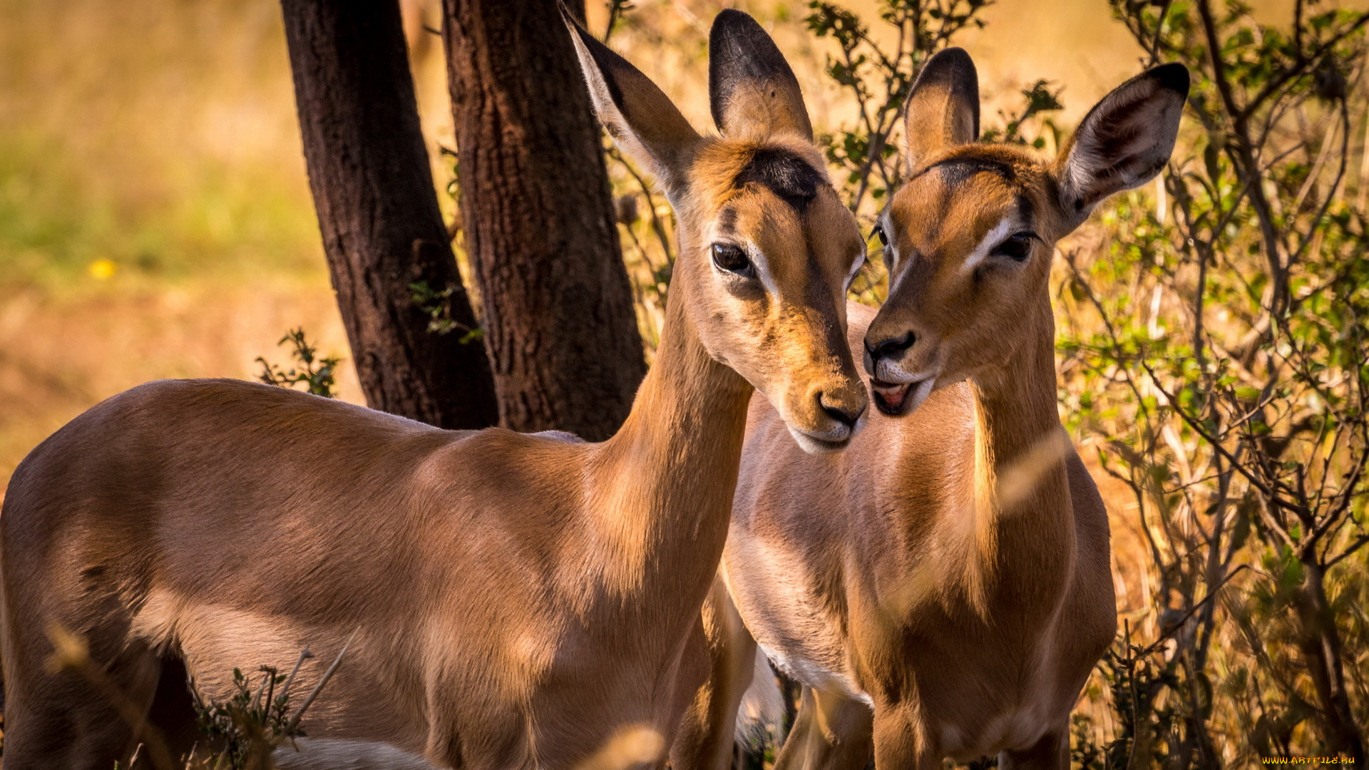 животные, антилопы, дикая, природа, impala, южная, африка, животное
