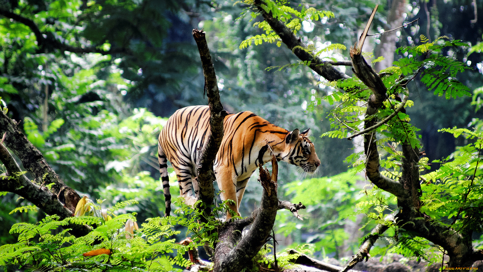 животные, тигры, тигр, лес, акация, дерево