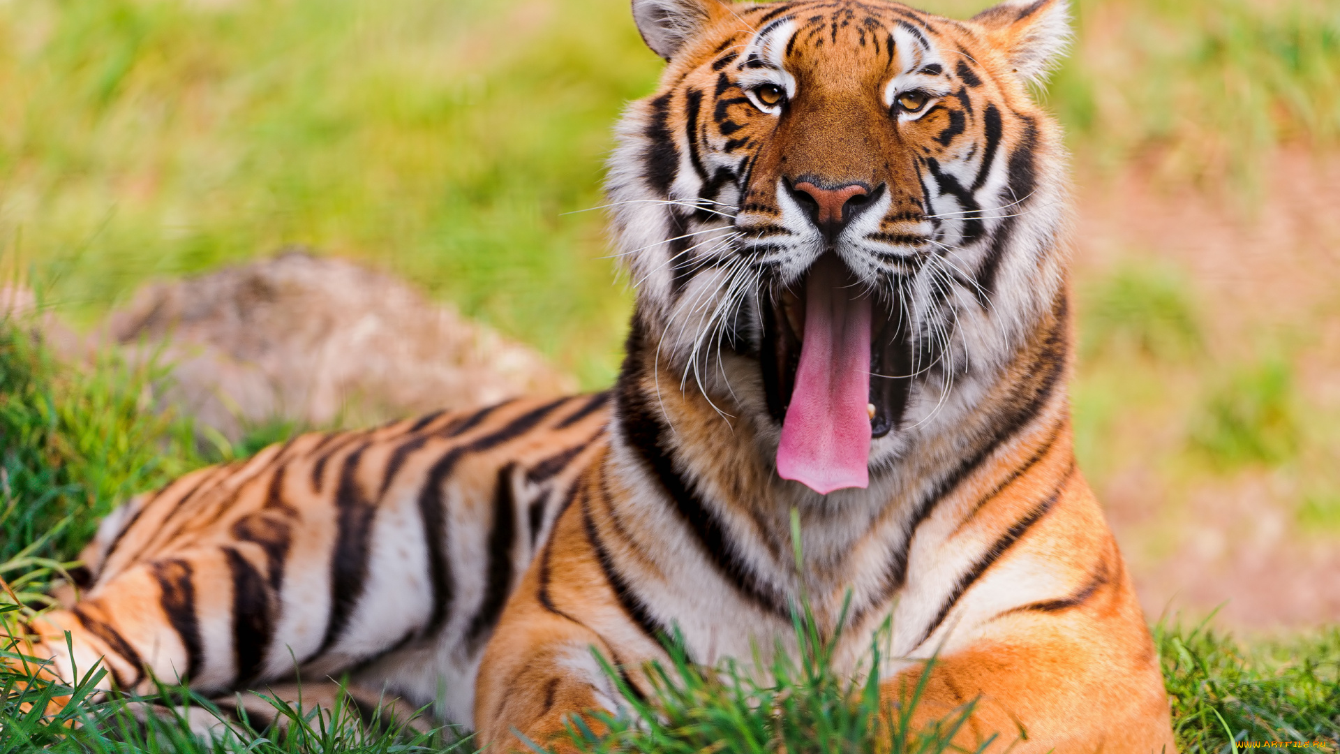 животные, тигры, трава, язык, тигр, зевок