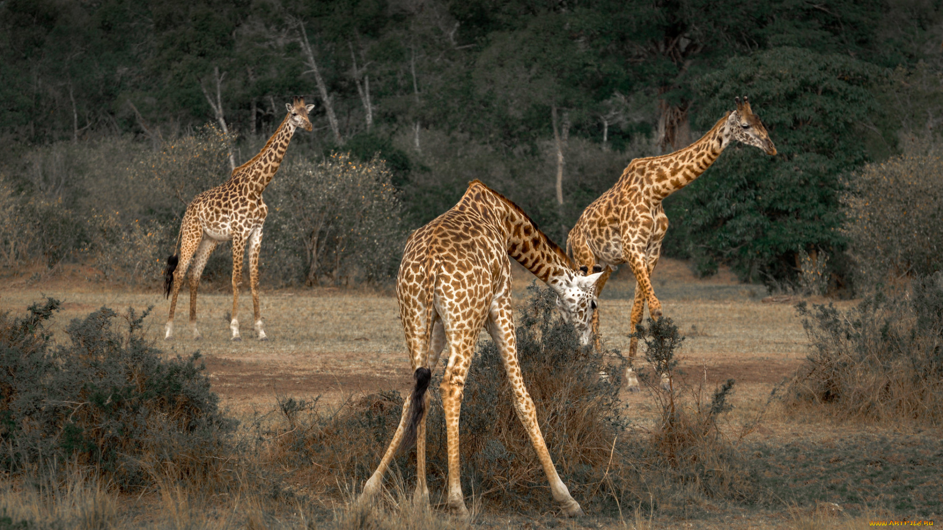 животные, жирафы, природа, саванна, жираф, африка