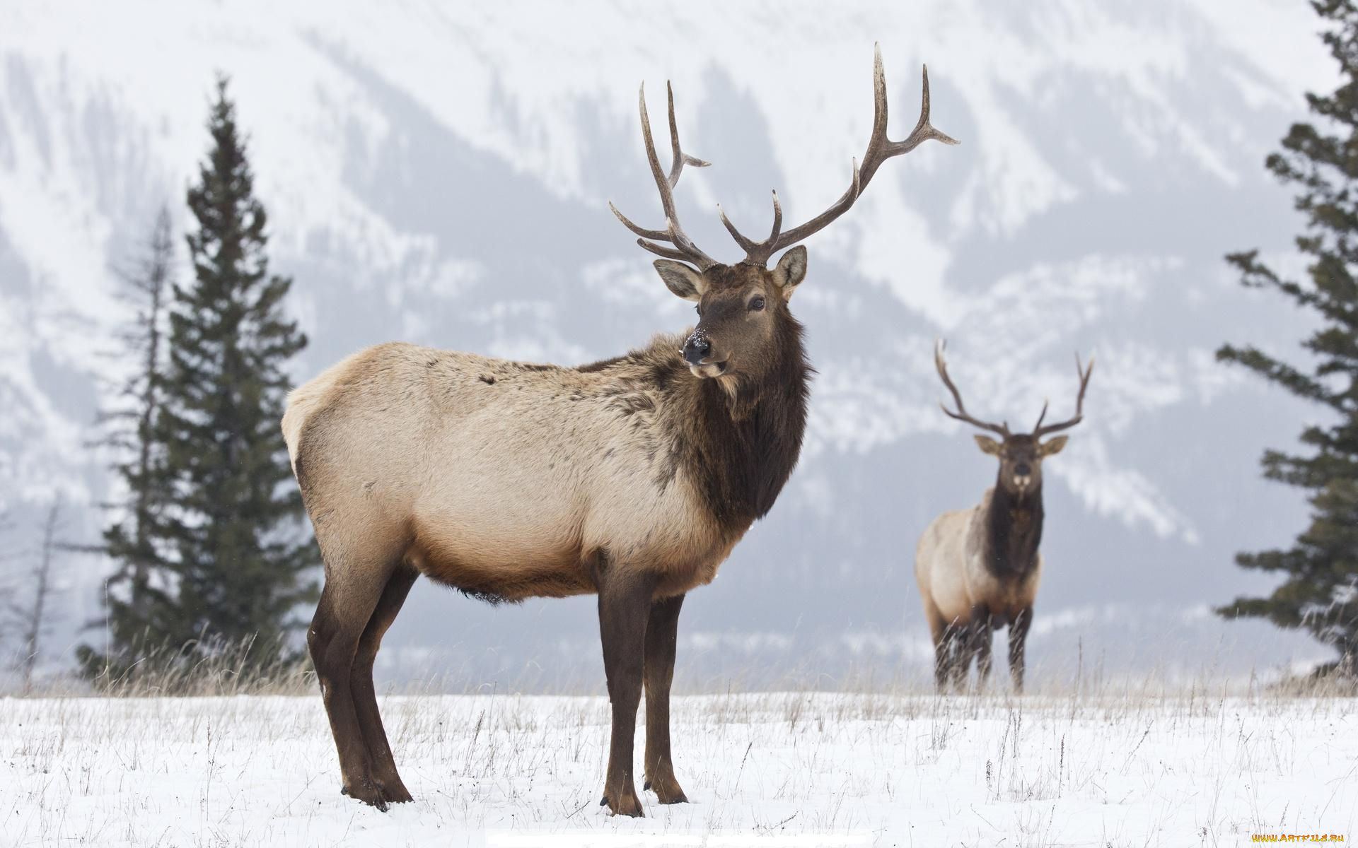животные, олени, рога, снег, зима, гора, ели
