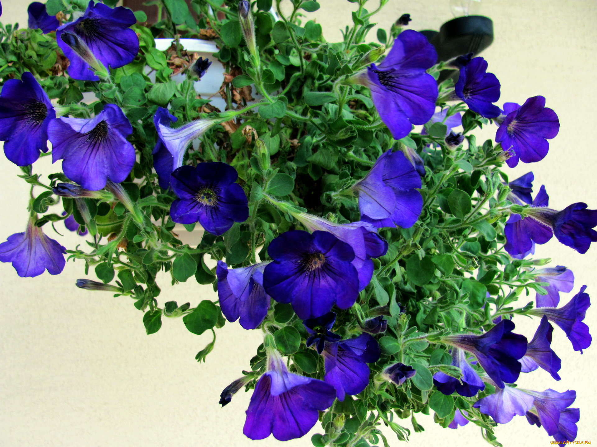 цветы, петунии, , калибрахоа, синий