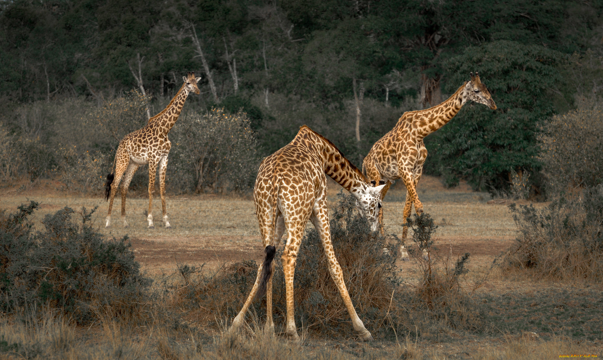 животные, жирафы, природа, саванна, жираф, африка