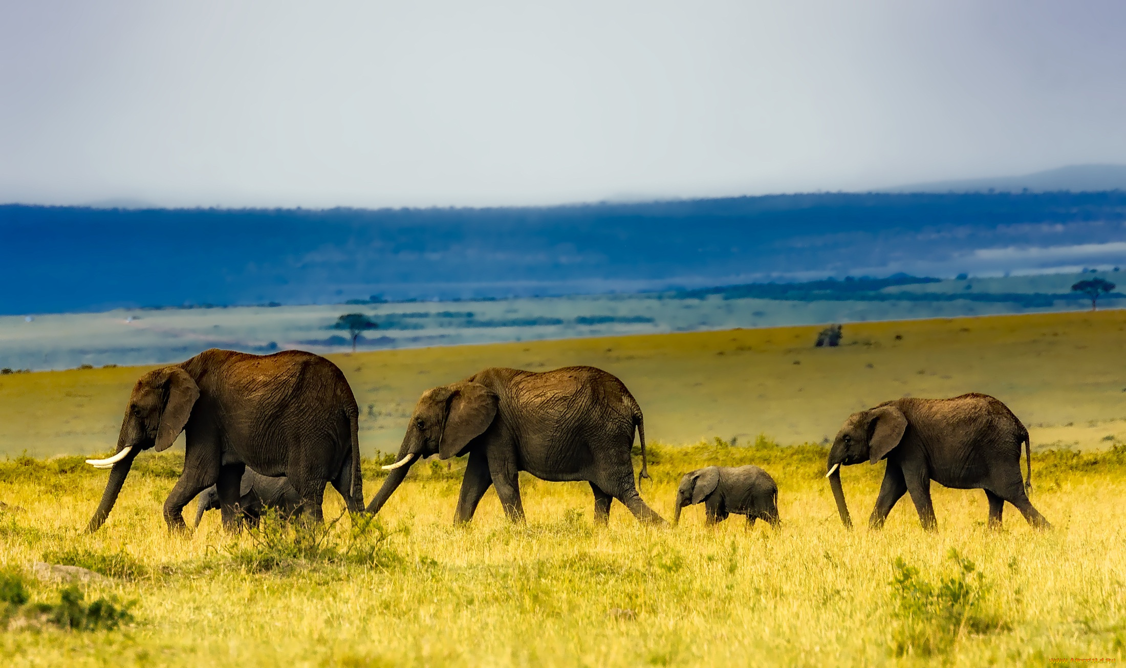 животные, слоны, природа