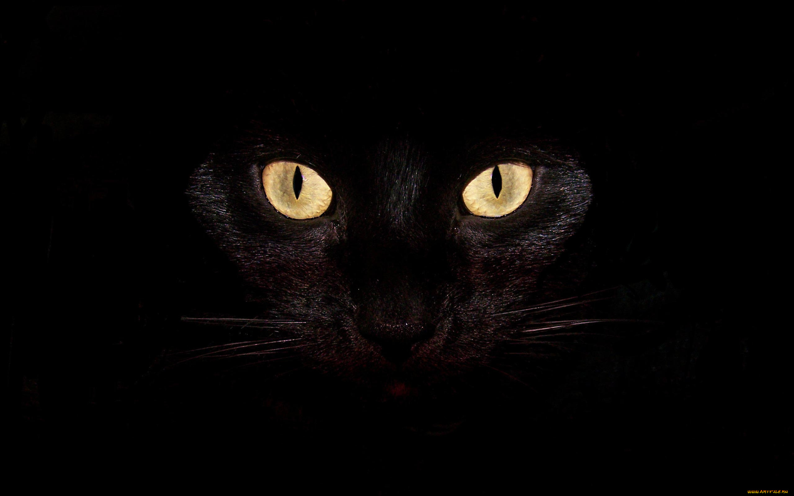 животные, коты, кошка, кот, глаза, черный
