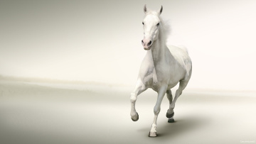 Картинка животные лошади лошадь конь белый галоп