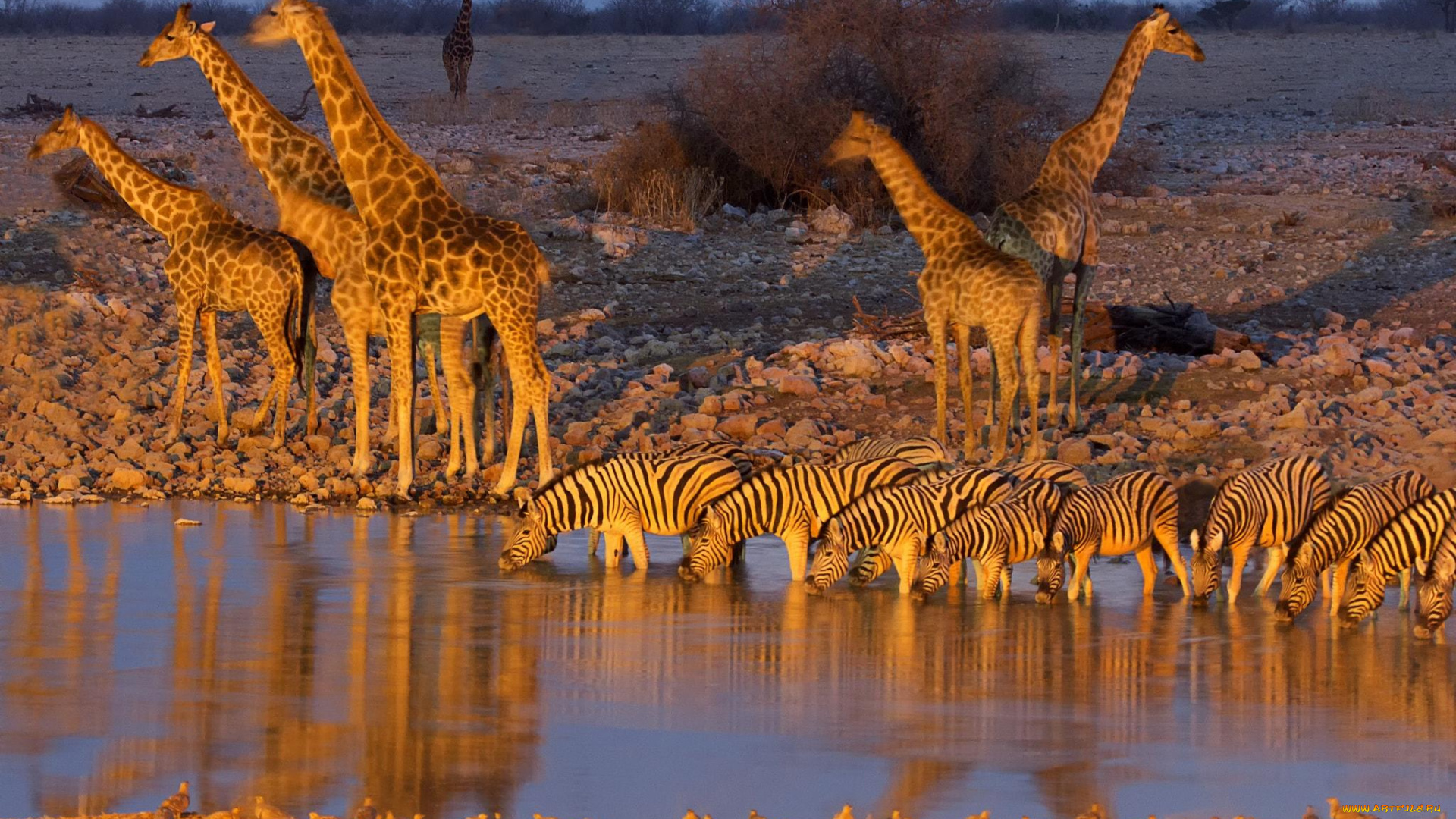 животные, разные, вместе, жирафы, водопой, зебры