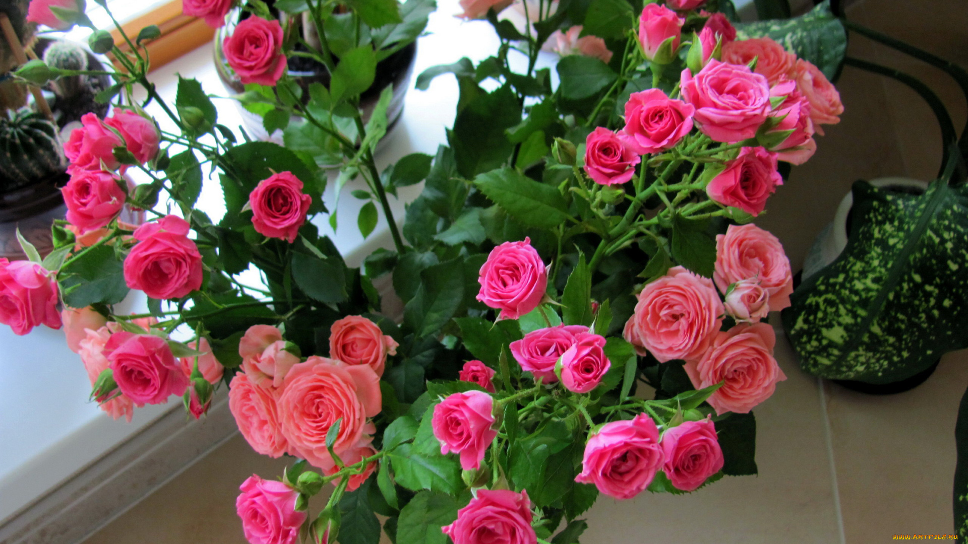 цветы, розы, розовые, бутоны