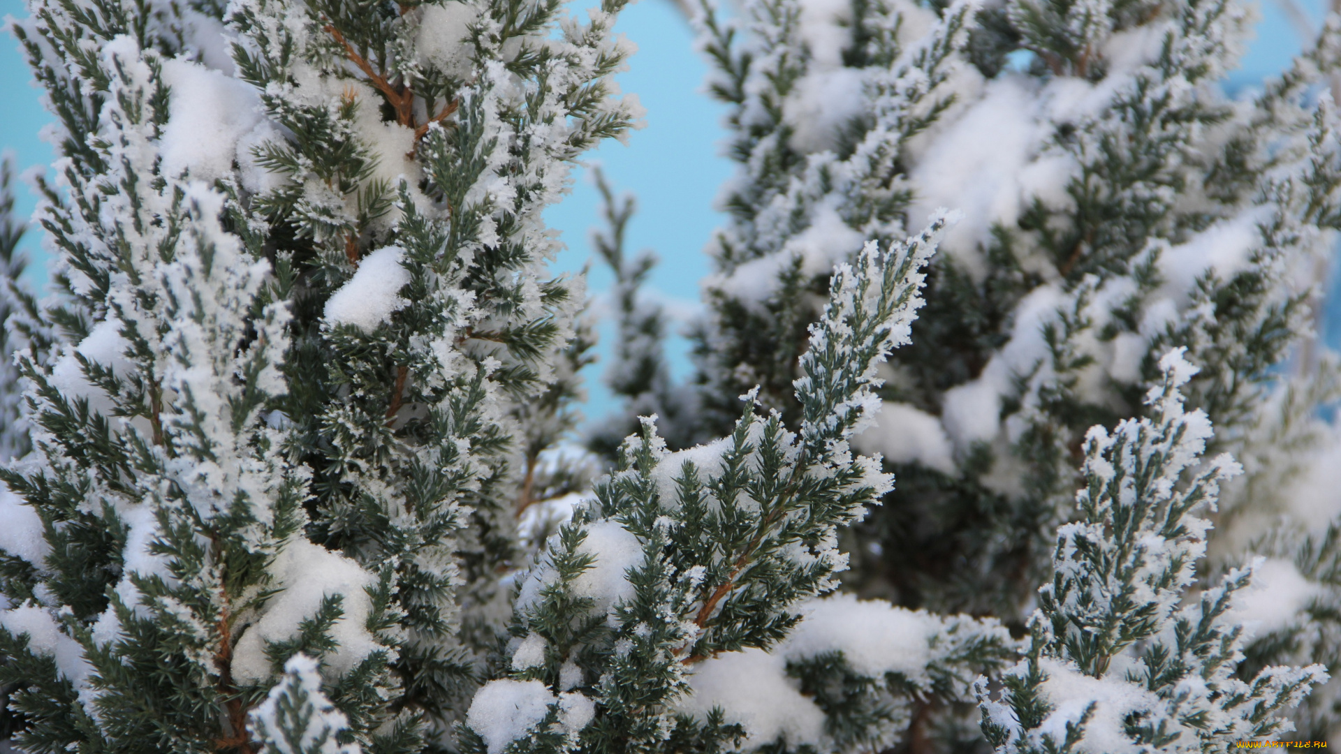 природа, зима, растение, снег