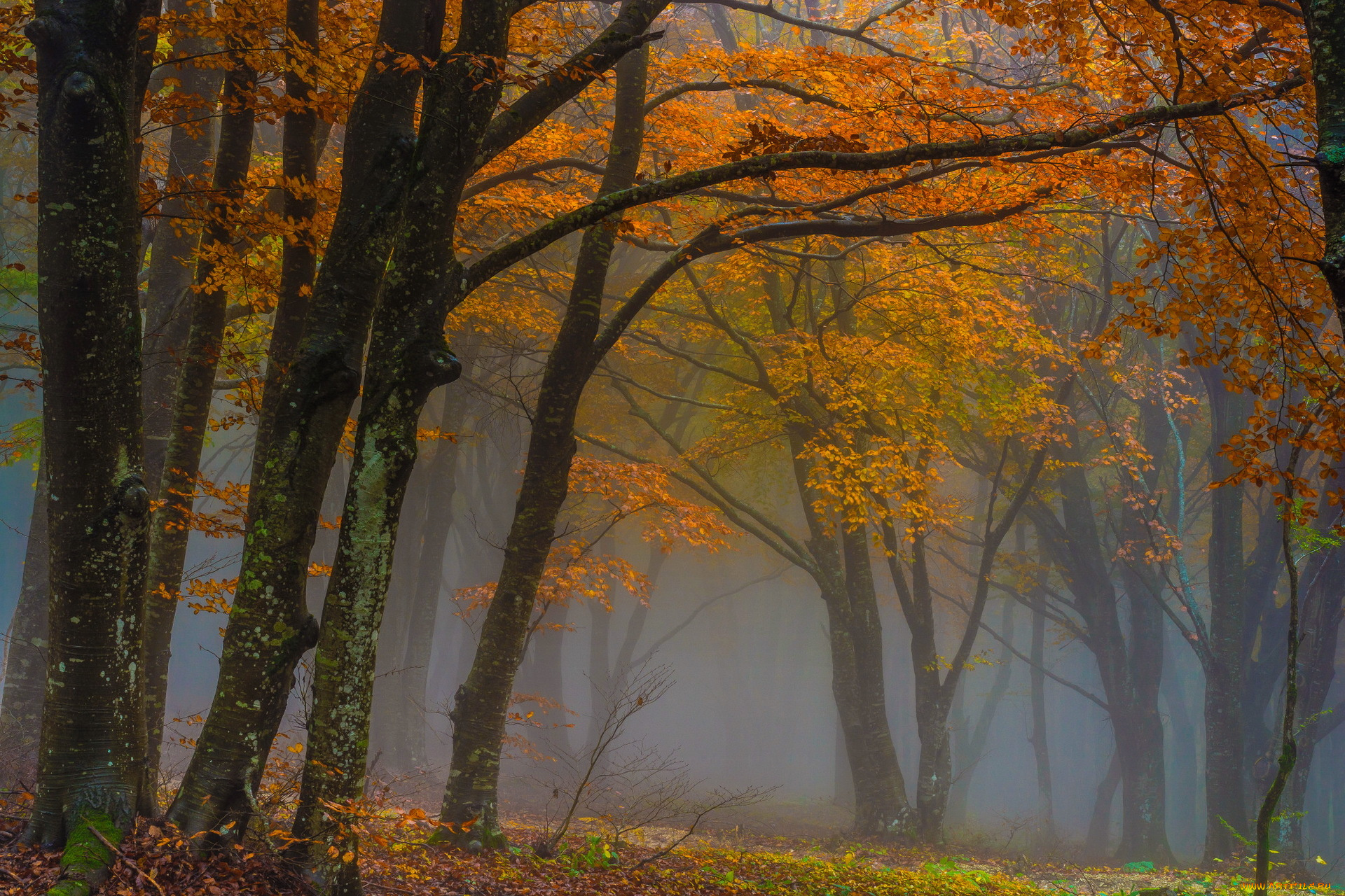 природа, лес, осень, деревья, туман