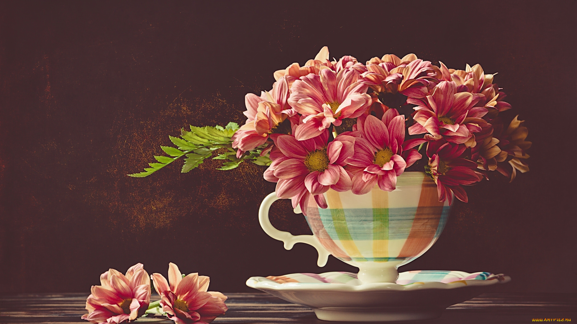 цветы, хризантемы, чашка, фон