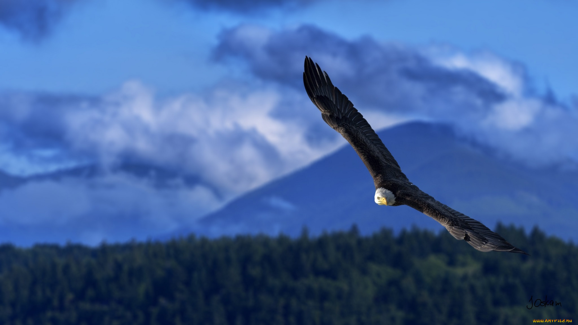 животные, птицы, -, хищники, орлан, полёт, крылья, размах, мощь, высота