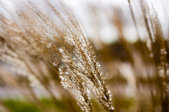 Картинка природа макро колосок трава