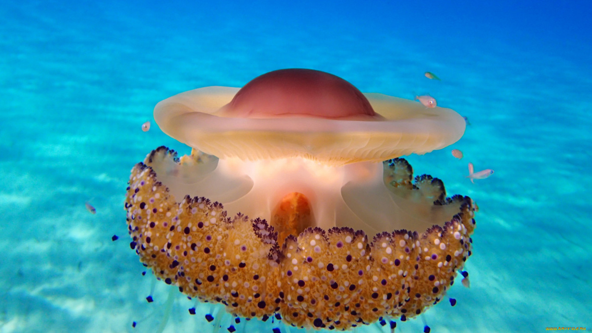 животные, медузы, подводный, мир, медуза, океан, море