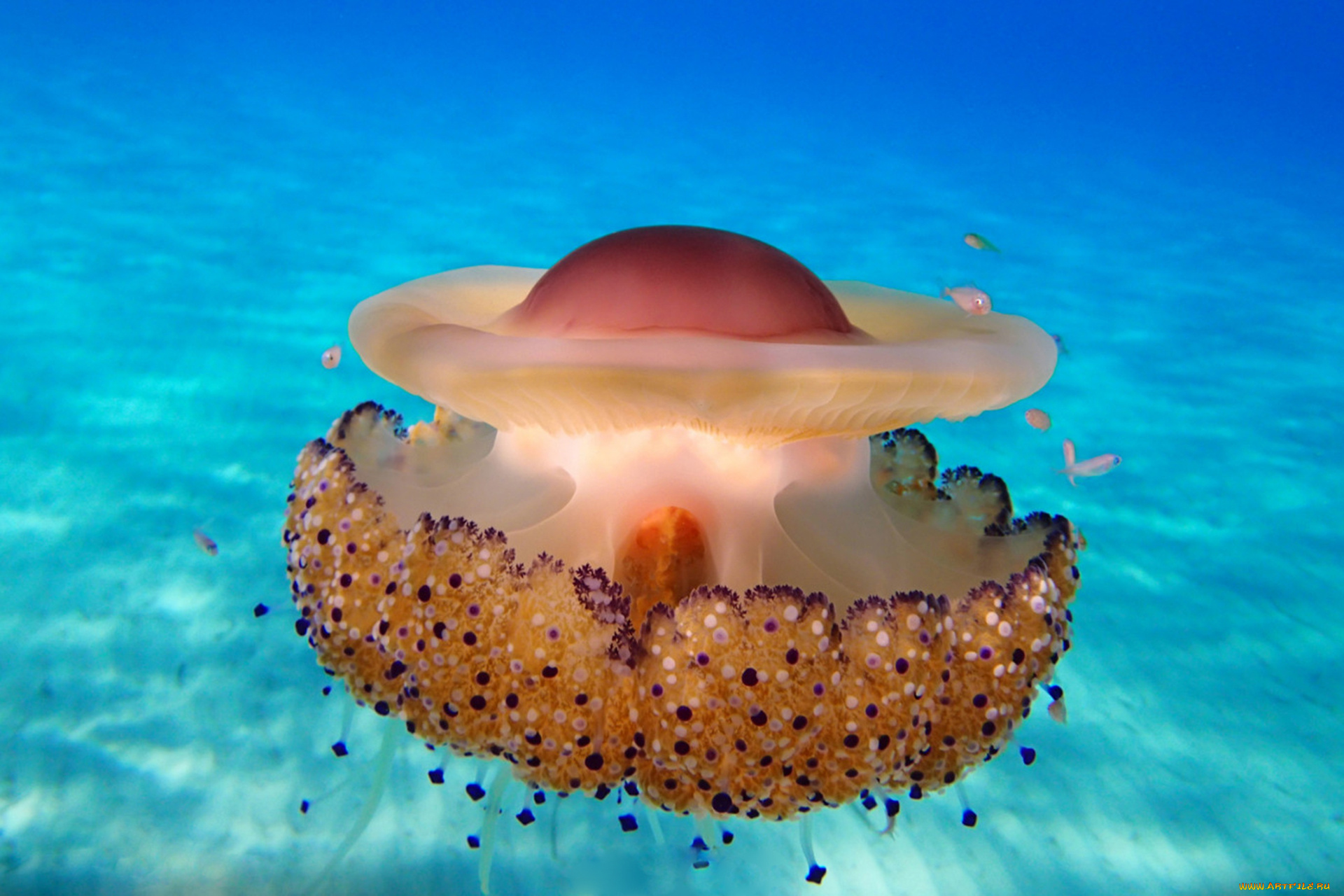 животные, медузы, подводный, мир, медуза, океан, море