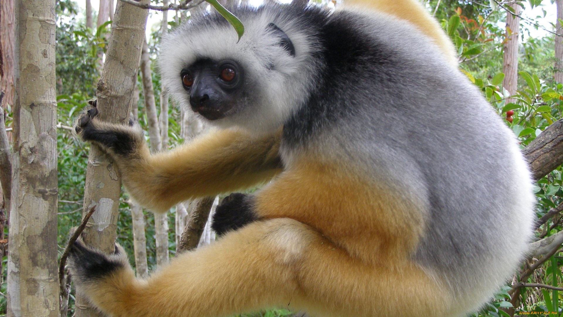 lemur, животные, лемуры, diademed-lemur
