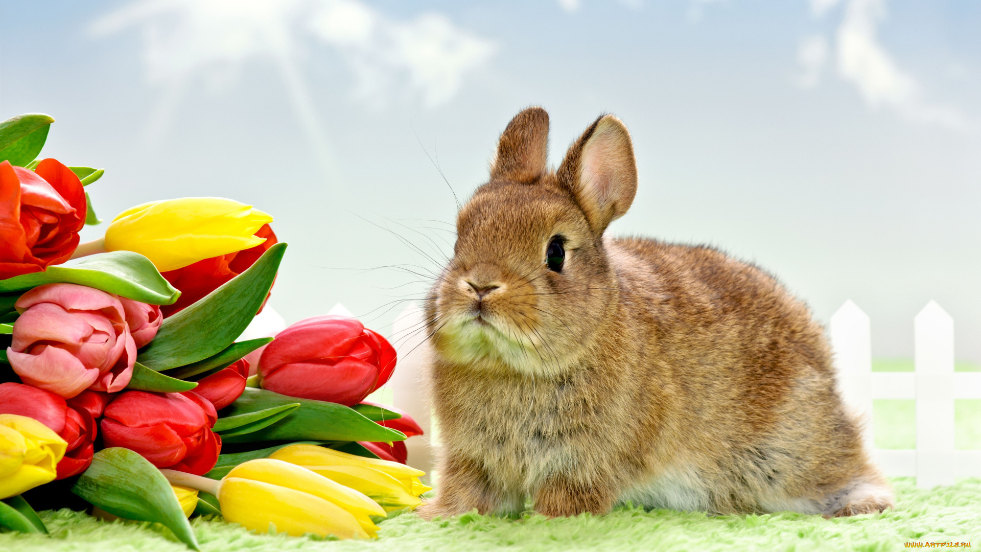 животные, кролики, зайцы, тюльпаны, кролик