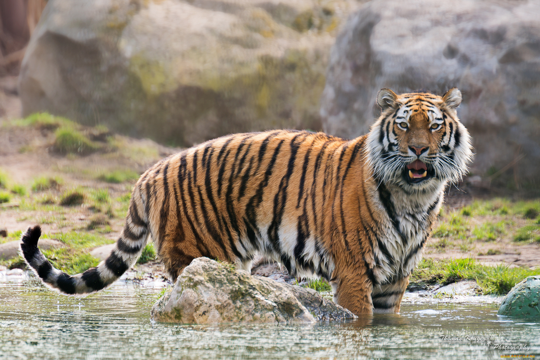 животные, тигры, амурский, тигр, вода