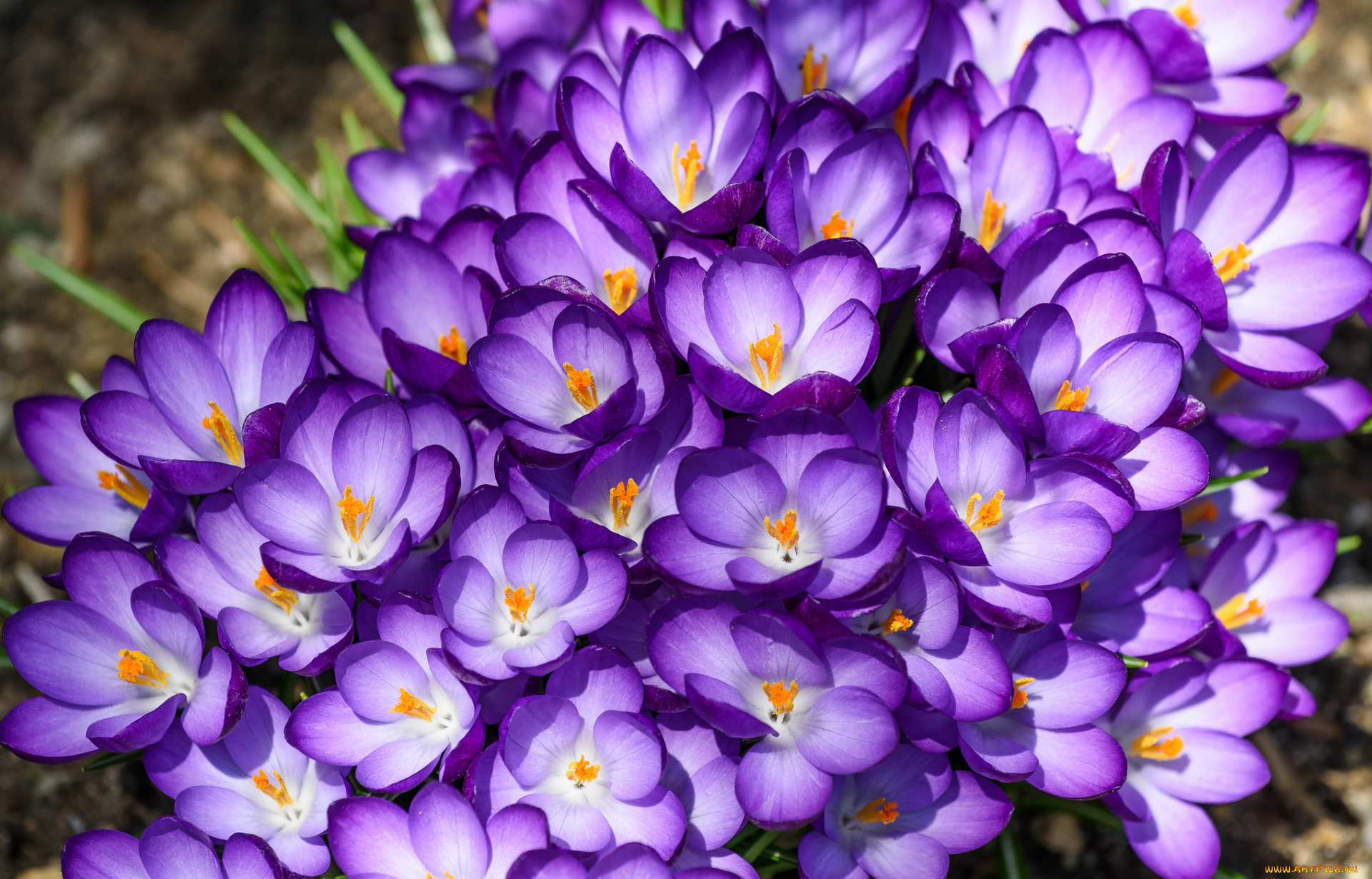 цветы, крокусы, весна, макро, фиолетовый