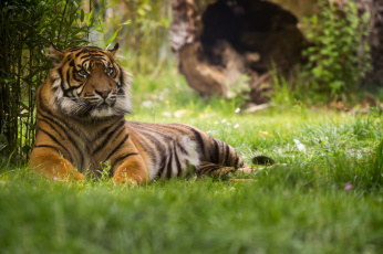 Картинка tiger животные тигры тигр