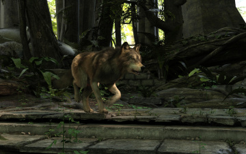 Картинка 3д+графика животные+ animals фон волк