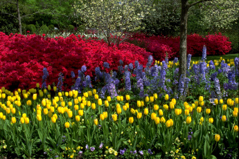 Картинка цветы разные вместе сад тюльпаны