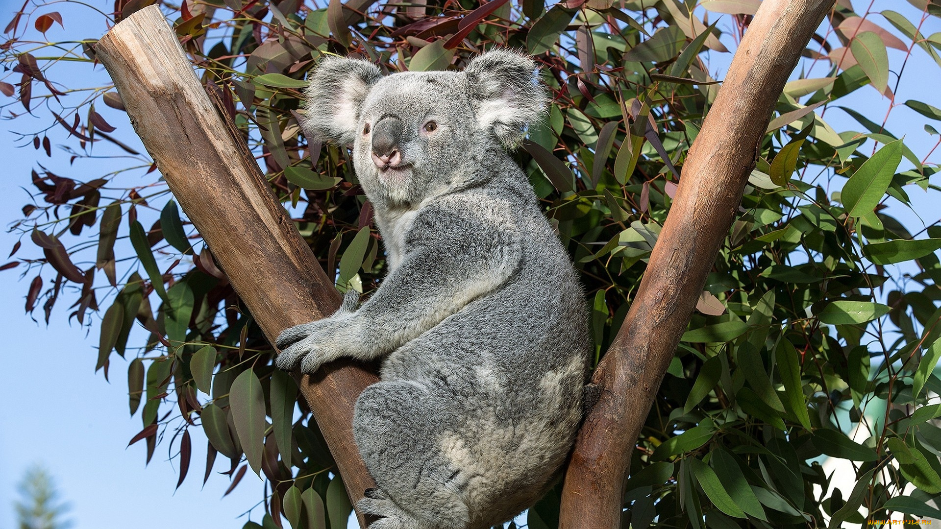 коала, животные, коалы, дерево, ветки, медвежонок