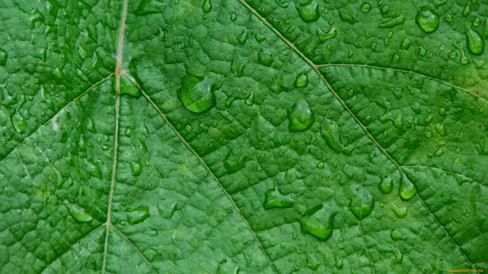 природа, листья, лист, зеленый, мокрый, капли, макро