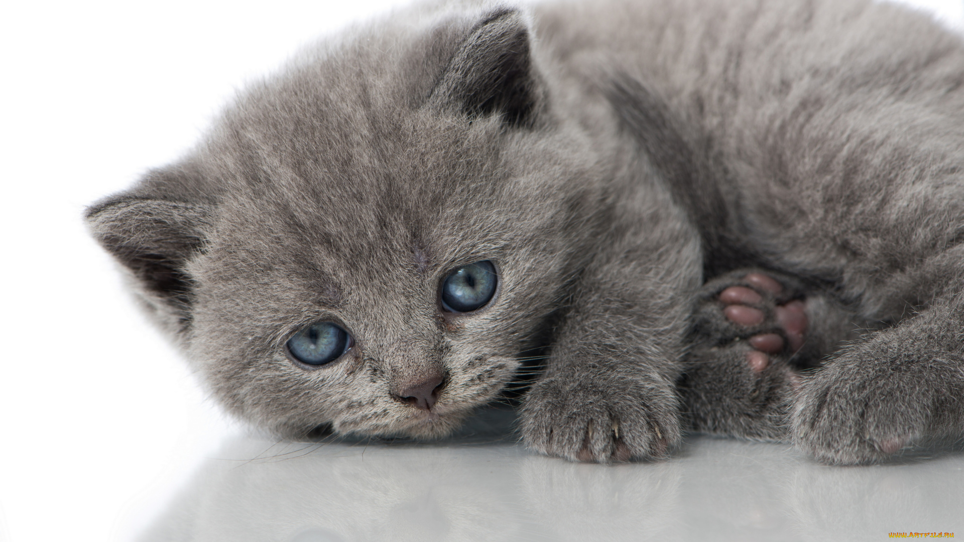 животные, коты, отражение, взгляд, голубые, глазки, котёнок, малыш