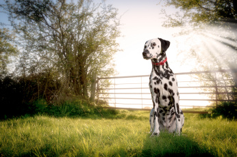 Картинка животные собаки собака далматин