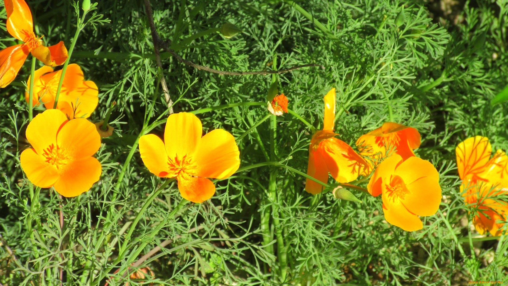 цветы, эшшольция, , калифорнийский, мак, весна, 2018