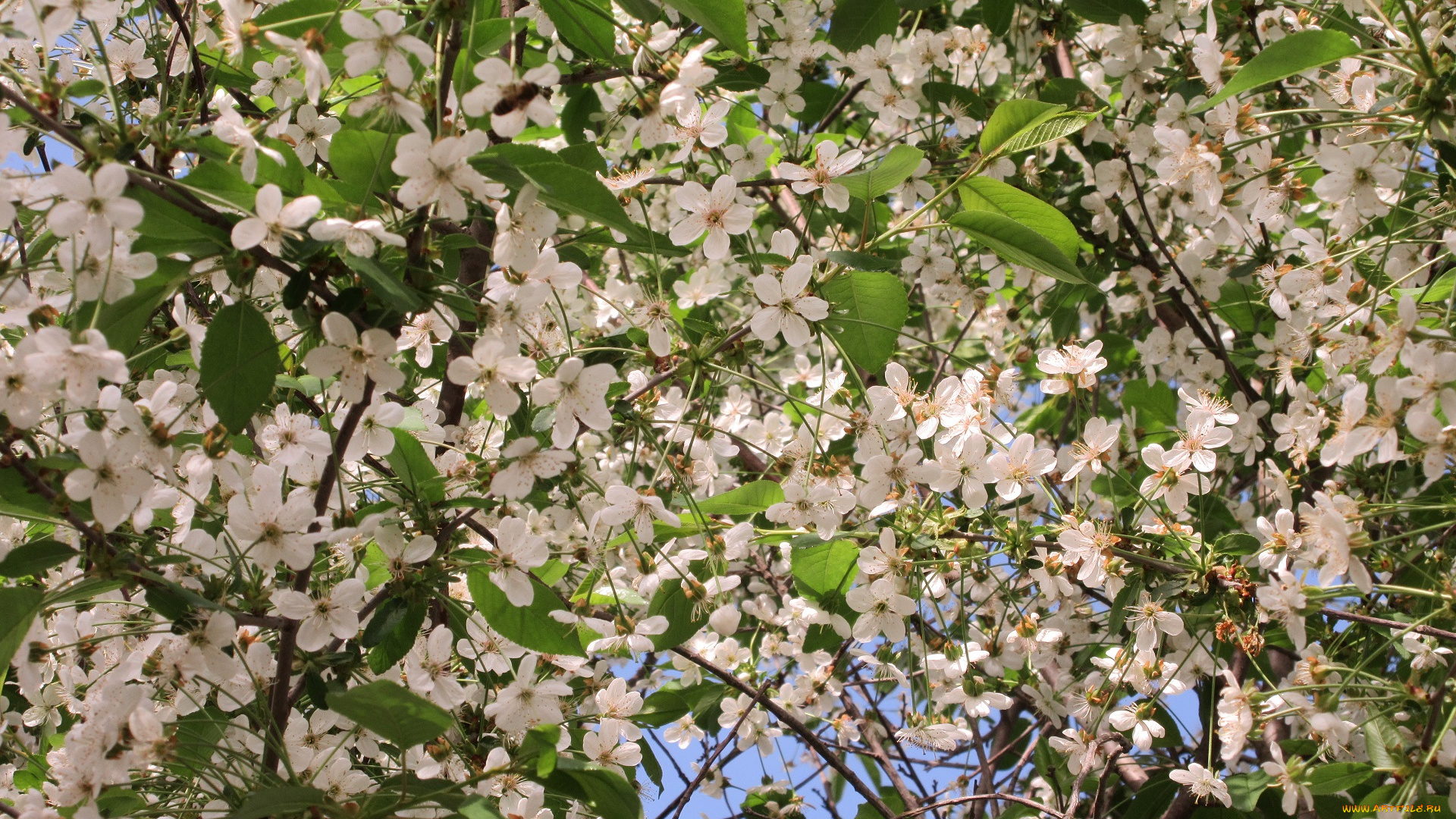 цветы, сакура, , вишня, весна, 2018