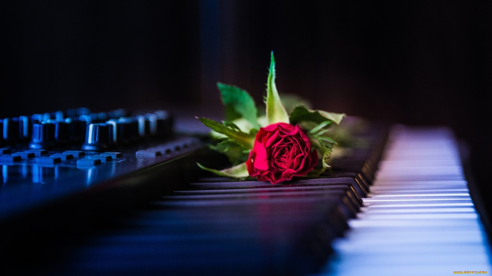 музыка, -музыкальные, инструменты, цветок, клавиши