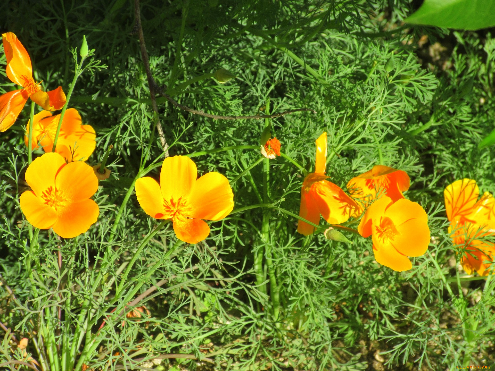 цветы, эшшольция, , калифорнийский, мак, весна, 2018