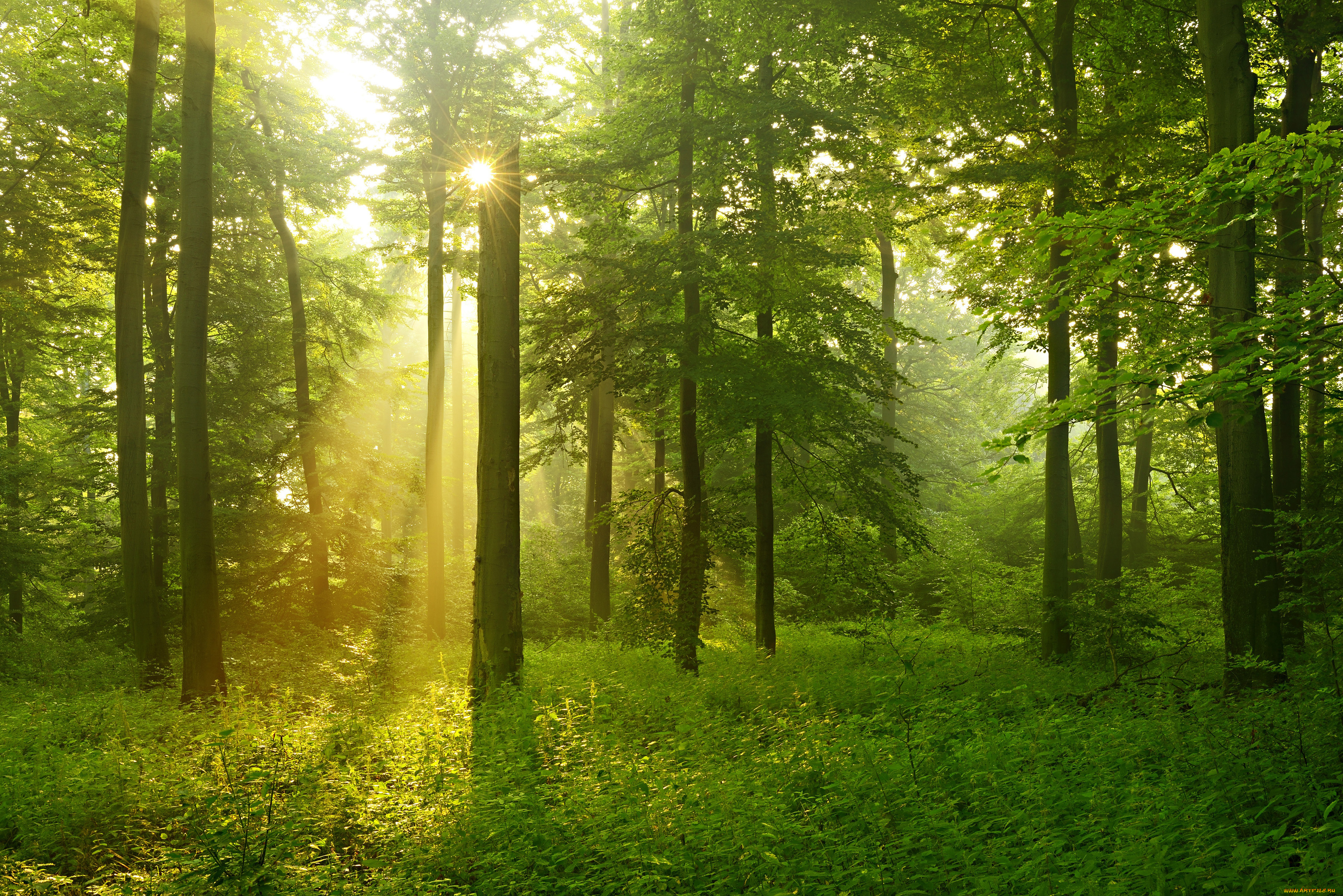 природа, лес, лето, деревья, солнечные, лучи, зелень