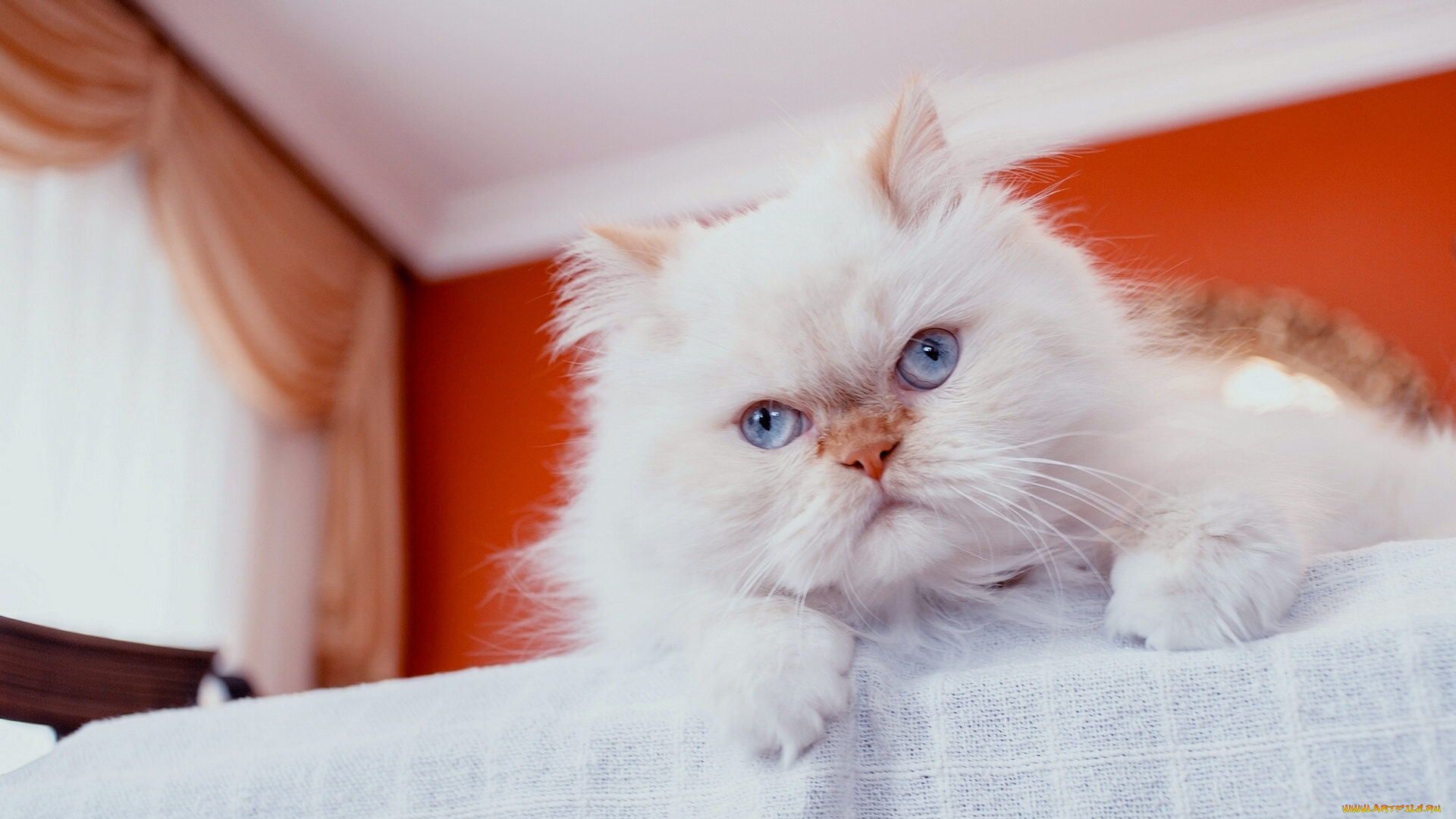 животные, коты, перс, персидская, кошка, взгляд, мордочка, голубые, глаза, пушистый, кот