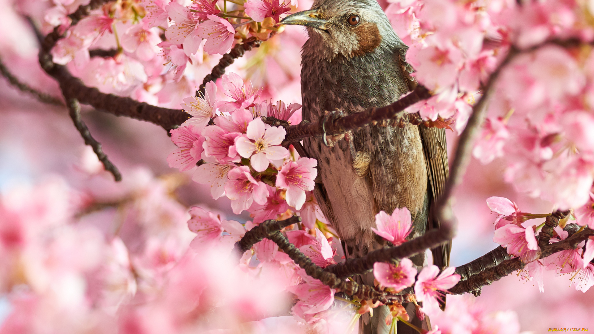 животные, птицы, цветы, красота, макро, розовые, птица, сакура, весна