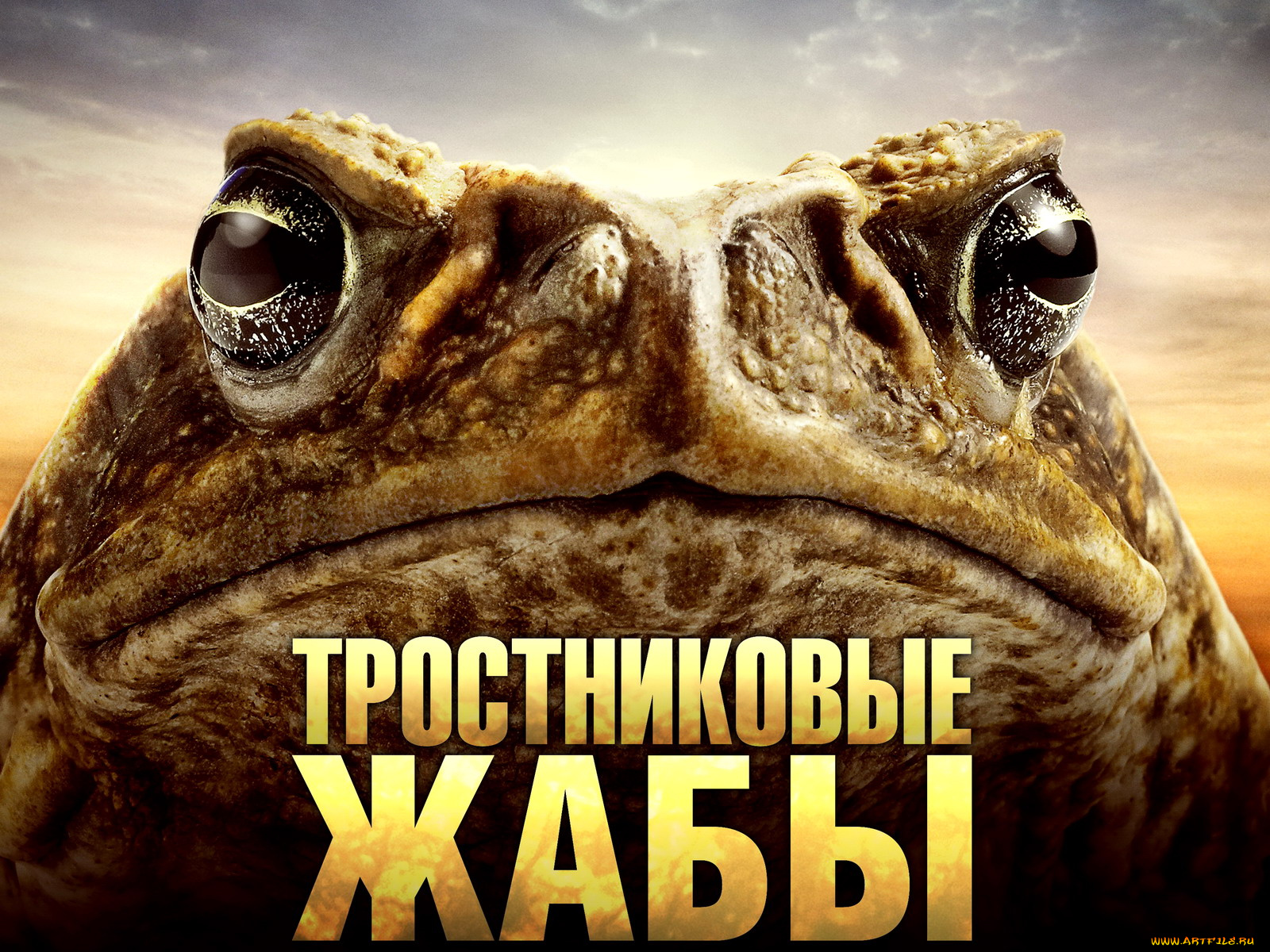 cane, toads, the, conquest, кино, фильмы