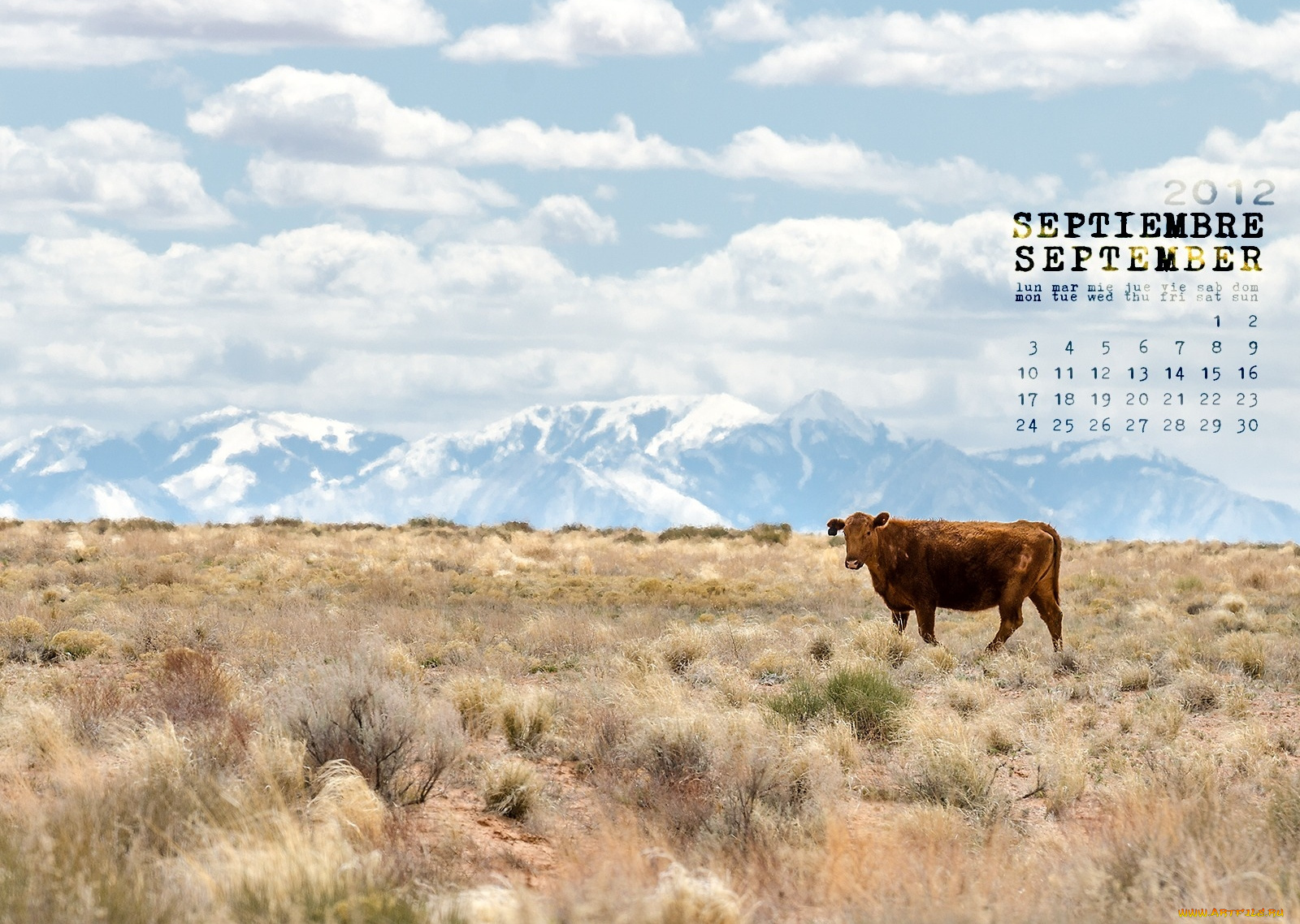 календари, животные, корова, горы, поле