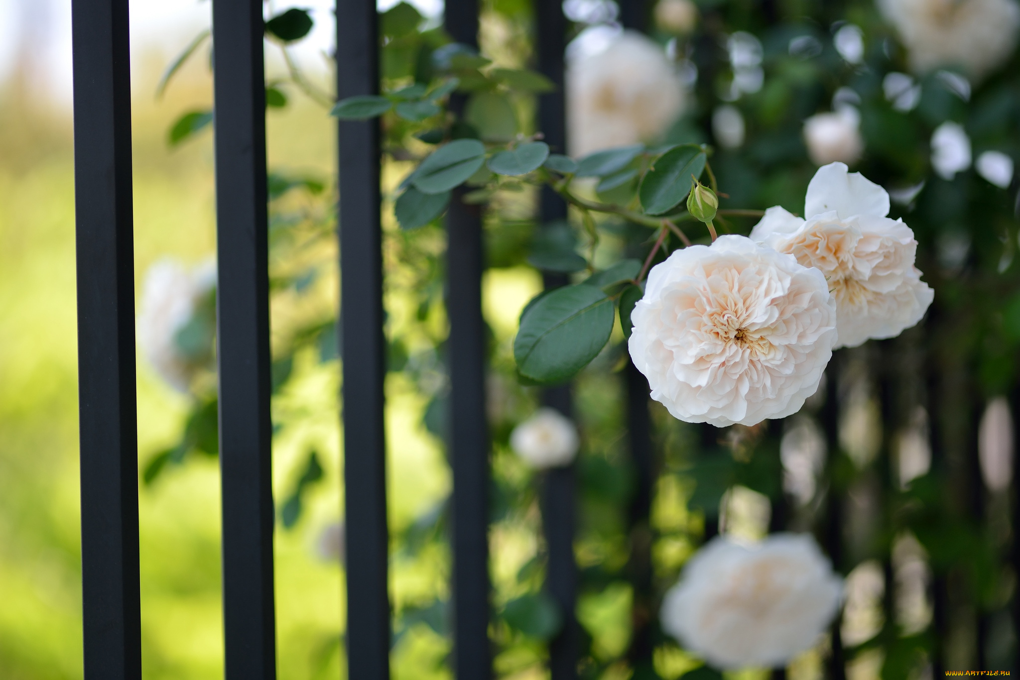 цветы, розы, забор