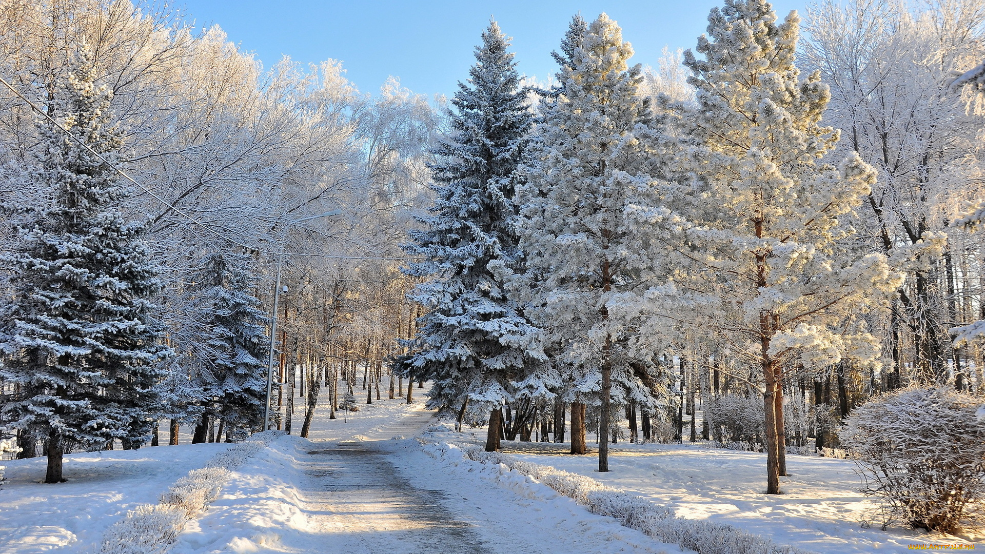 природа, зима, дорога, деревья, ели, снег