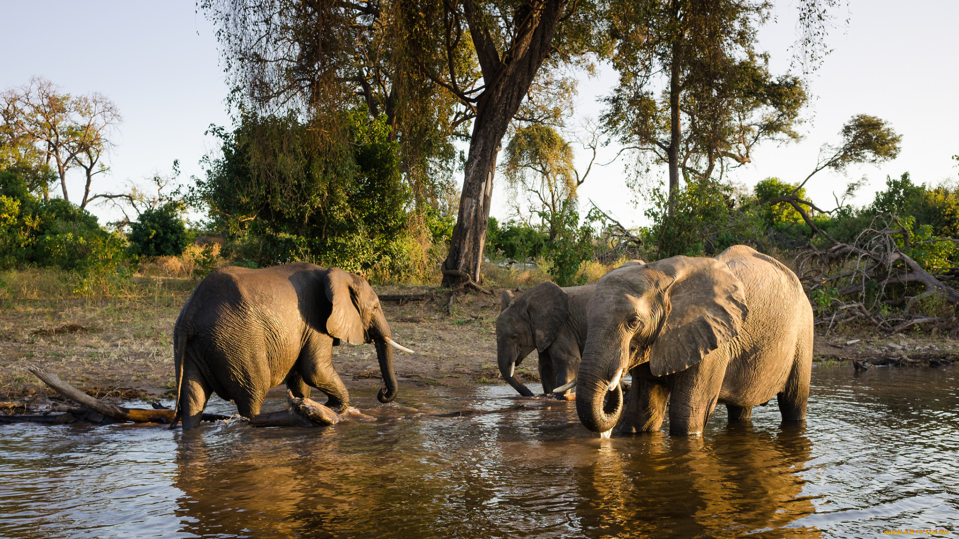 животные, слоны, семья, вода, водопой